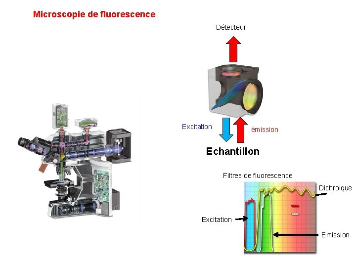 Microscopie de fluorescence Détecteur Excitation émission Echantillon Filtres de fluorescence Dichroique Excitation Emission 