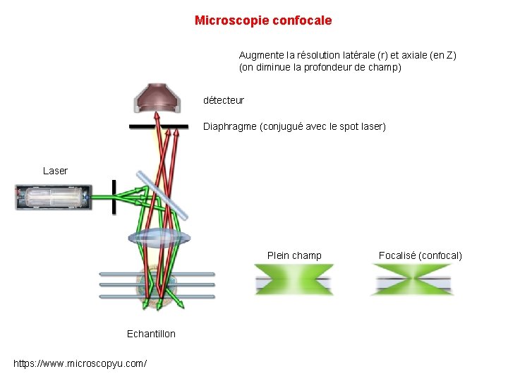 Microscopie confocale Augmente la résolution latérale (r) et axiale (en Z) (on diminue la
