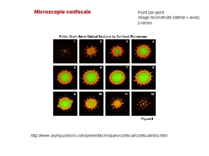 Microscopie confocale Point par point Image reconstruite (latéral + axial) z-series http: //www. olympusmicro.