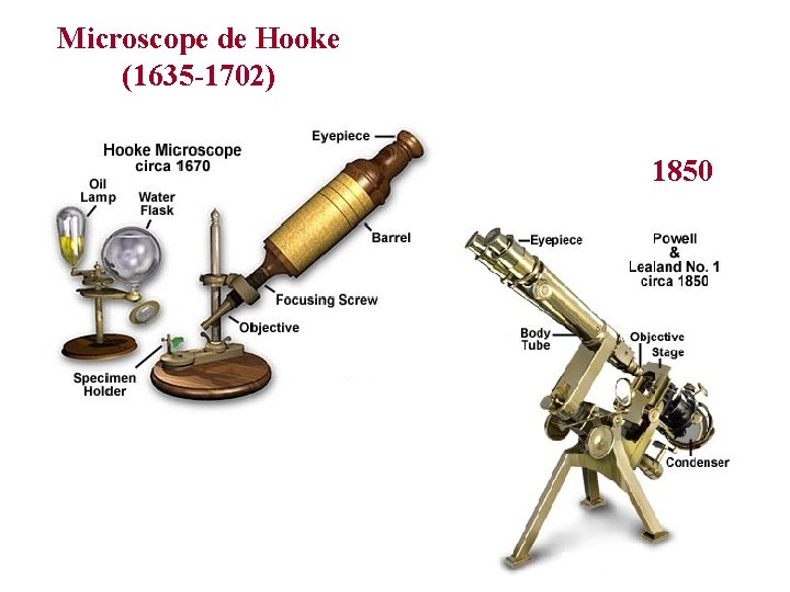 Microscope de Hooke (1635 -1702) 1850 
