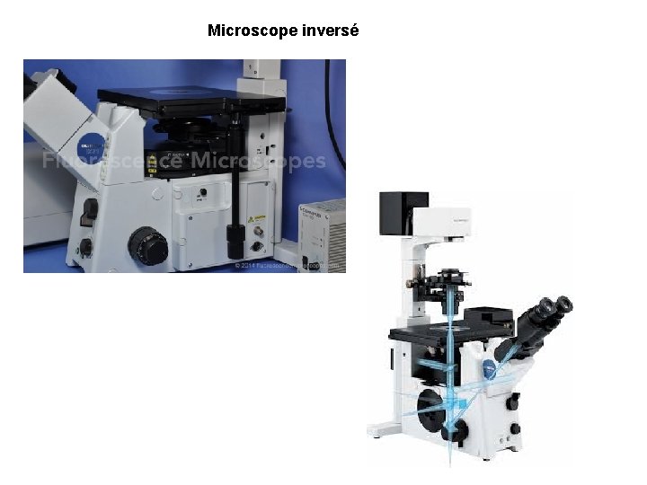 Microscope inversé 