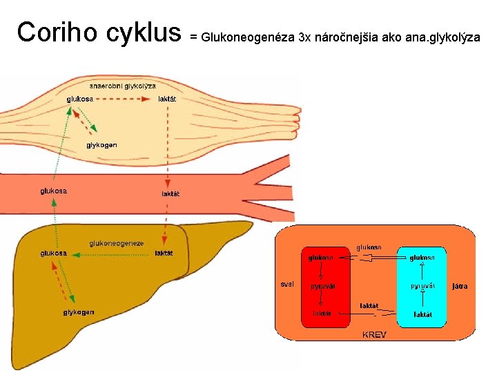 Coriho cyklus = Glukoneogenéza 3 x náročnejšia ako ana. glykolýza 