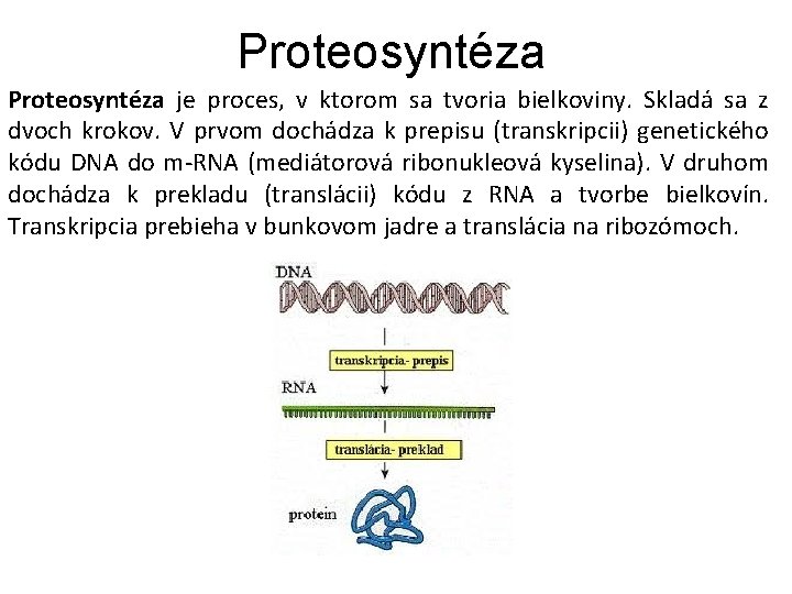 Proteosyntéza je proces, v ktorom sa tvoria bielkoviny. Skladá sa z dvoch krokov. V