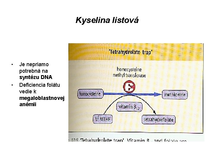 Kyselina listová • • Je nepriamo potrebná na syntézu DNA Deficiencia folátu vedie k