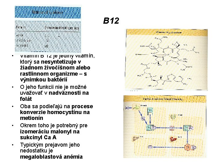 B 12 • • • Vitamín B 12 je jediný vitamín, ktorý sa nesyntetizuje