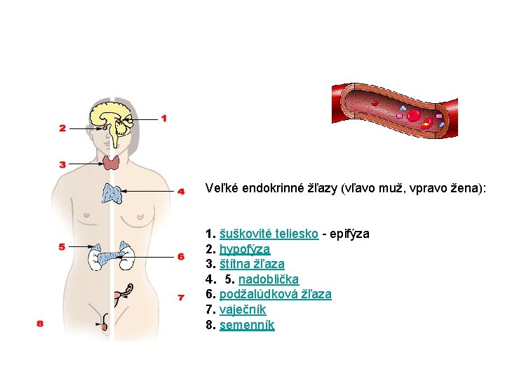 Veľké endokrinné žľazy (vľavo muž, vpravo žena): 1. šuškovité teliesko epifýza 2. hypofýza 3.