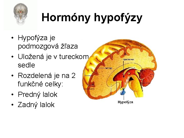 Hormóny hypofýzy • Hypofýza je podmozgová žľaza • Uložená je v tureckom sedle •