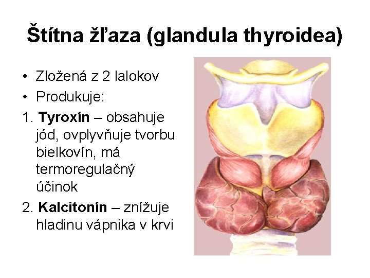 Štítna žľaza (glandula thyroidea) • Zložená z 2 lalokov • Produkuje: 1. Tyroxín –