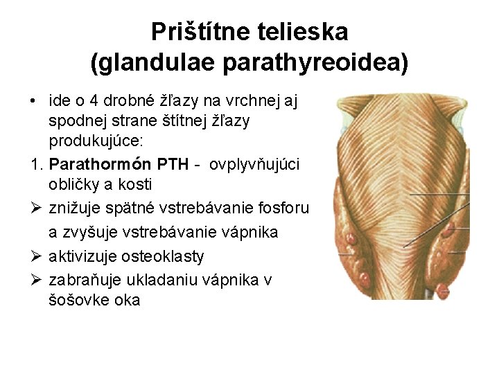 Prištítne telieska (glandulae parathyreoidea) • ide o 4 drobné žľazy na vrchnej aj spodnej