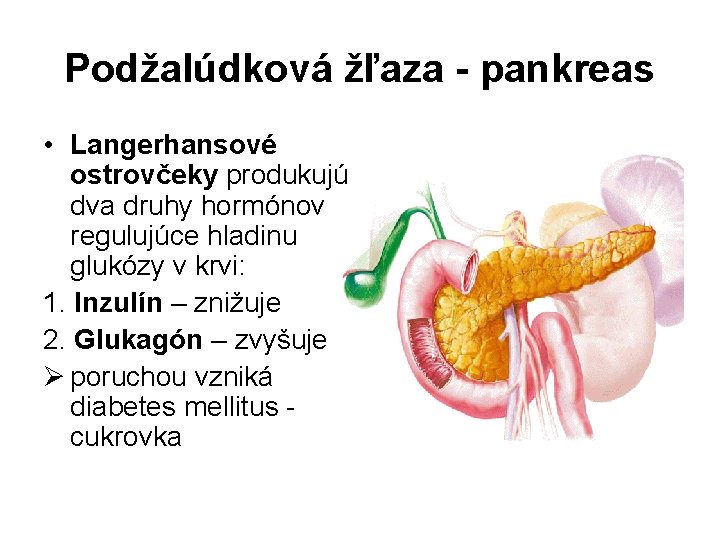 Podžalúdková žľaza - pankreas • Langerhansové ostrovčeky produkujú dva druhy hormónov regulujúce hladinu glukózy