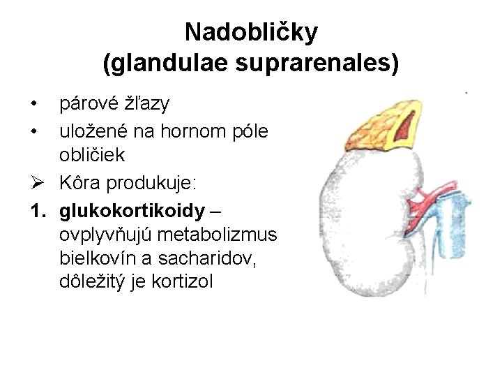 Nadobličky (glandulae suprarenales) • • párové žľazy uložené na hornom póle obličiek Ø Kôra