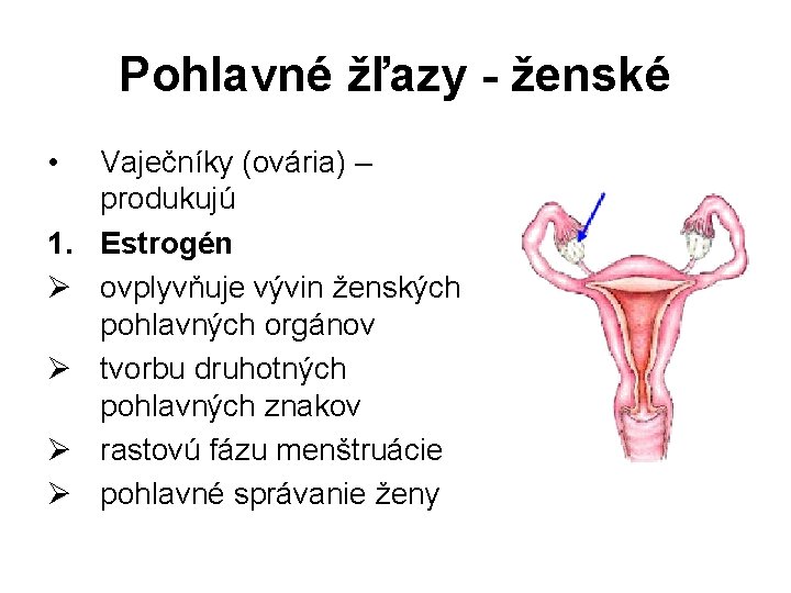 Pohlavné žľazy - ženské • 1. Ø Ø Vaječníky (ovária) – produkujú Estrogén ovplyvňuje