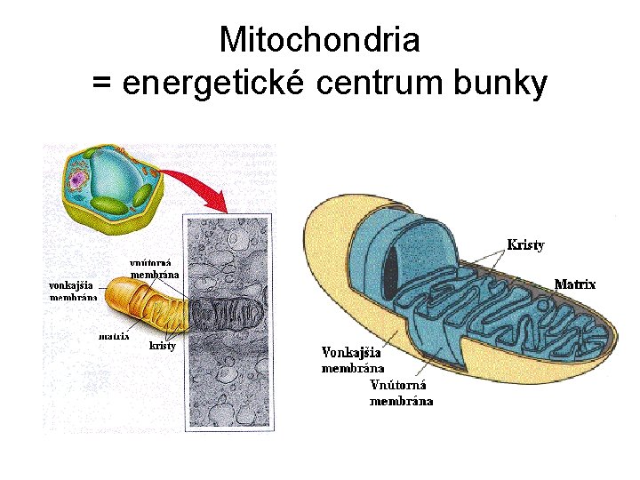 Mitochondria = energetické centrum bunky 