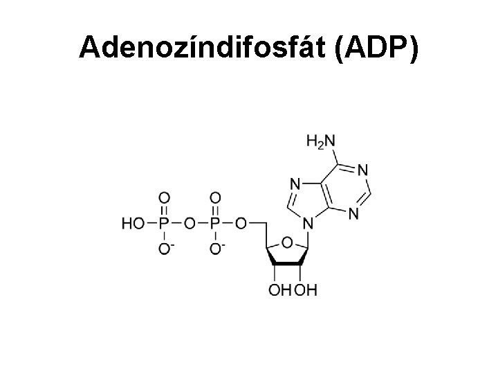 Adenozíndifosfát (ADP) 