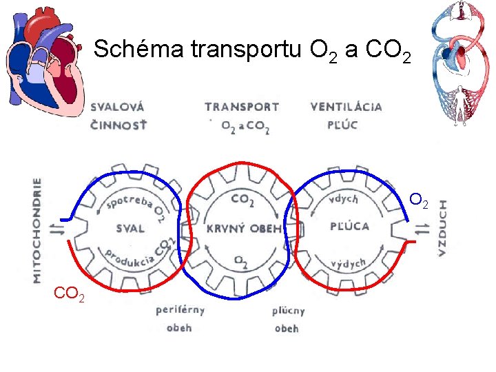  Schéma transportu O 2 a CO 2 CO 2 