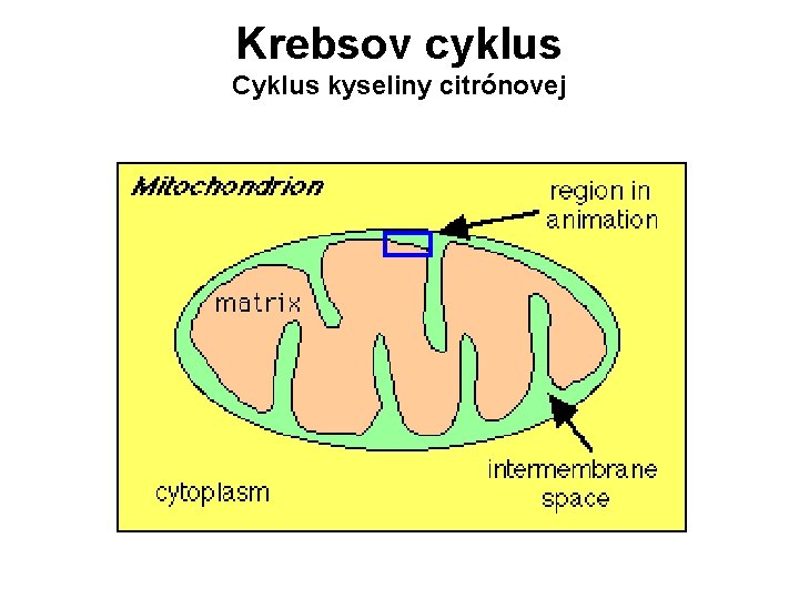 Krebsov cyklus Cyklus kyseliny citrónovej 