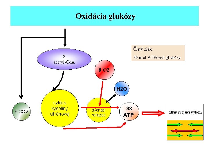 Oxidácia glukózy Čistý zisk: 2 acetyl-Co. A 36 mol ATP/mol glukózy 6 O 2