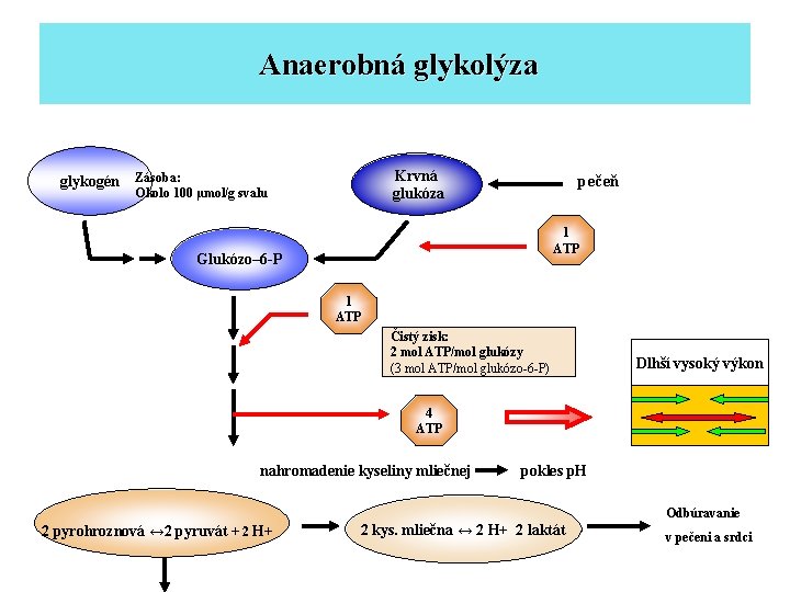 Anaerobná glykolýza glykogén Krvná glukóza Zásoba: Okolo 100 µmol/g svalu pečeň 1 ATP Glukózo–