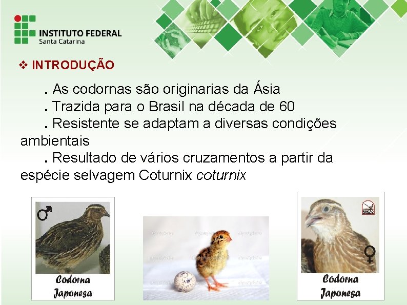  INTRODUÇÃO . As codornas são originarias da Ásia . Trazida para o Brasil