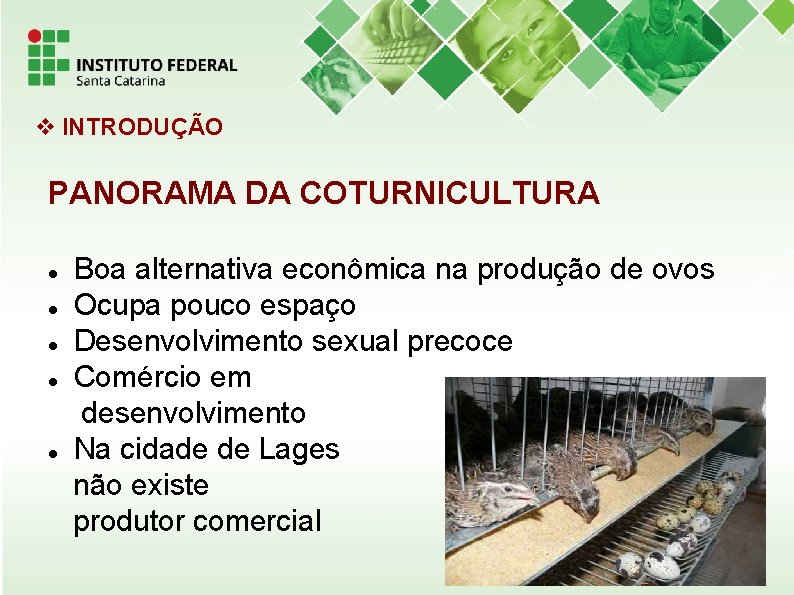 INTRODUÇÃO PANORAMA DA COTURNICULTURA Boa alternativa econômica na produção de ovos Ocupa pouco