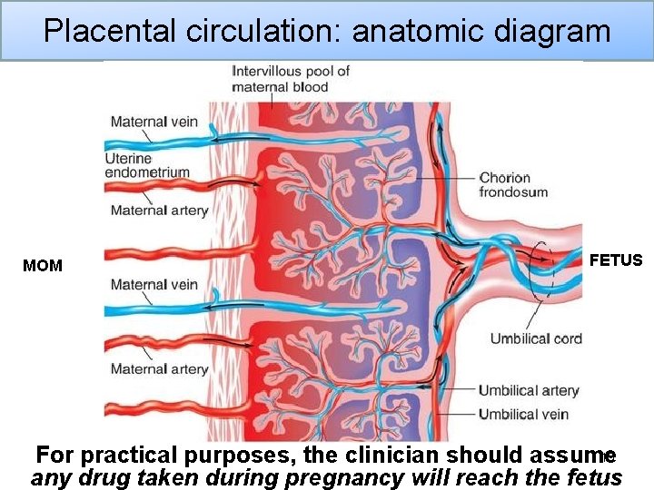 Placental circulation: anatomic diagram MOM FETUS 19 For practical purposes, the clinician should assume