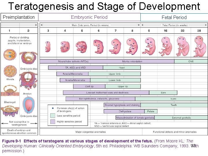 Teratogenesis and Stage of Development Preimplantation Embryonic Period Fetal Period Figure 9 -1 Effects