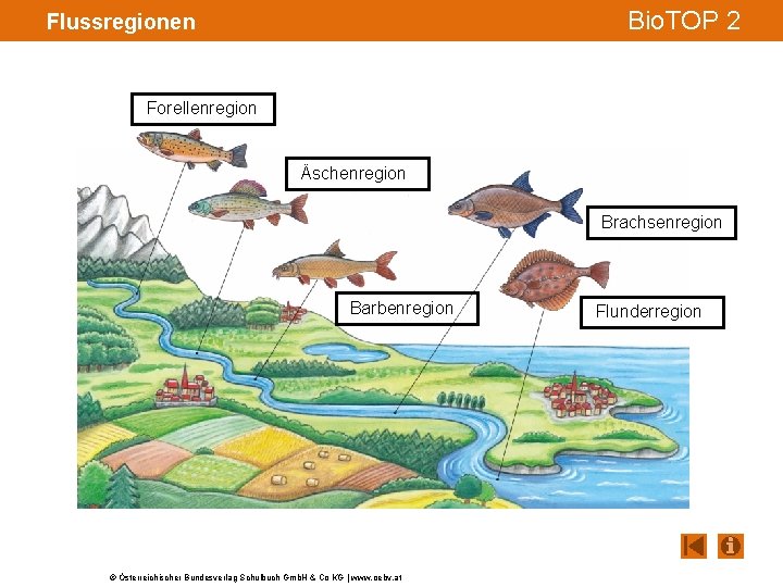 Bio. TOP 2 Flussregionen Forellenregion Äschenregion Brachsenregion Barbenregion © Österreichischer Bundesverlag Schulbuch Gmb. H