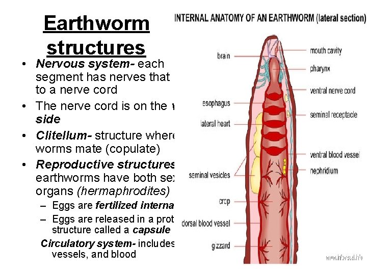 Earthworm structures • Nervous system- each segment has nerves that lead to a nerve