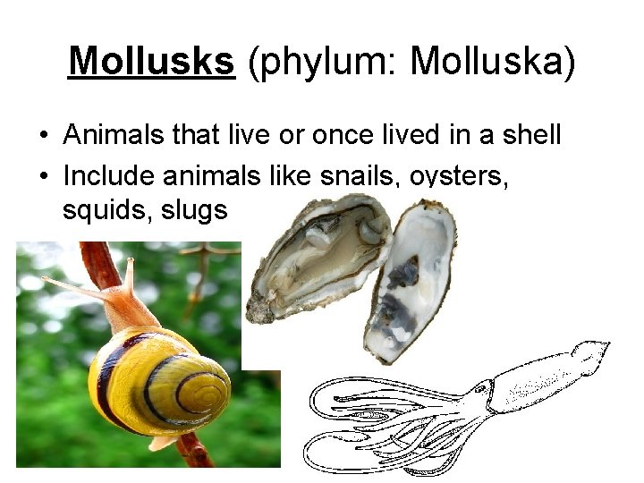 Mollusks (phylum: Molluska) • Animals that live or once lived in a shell •