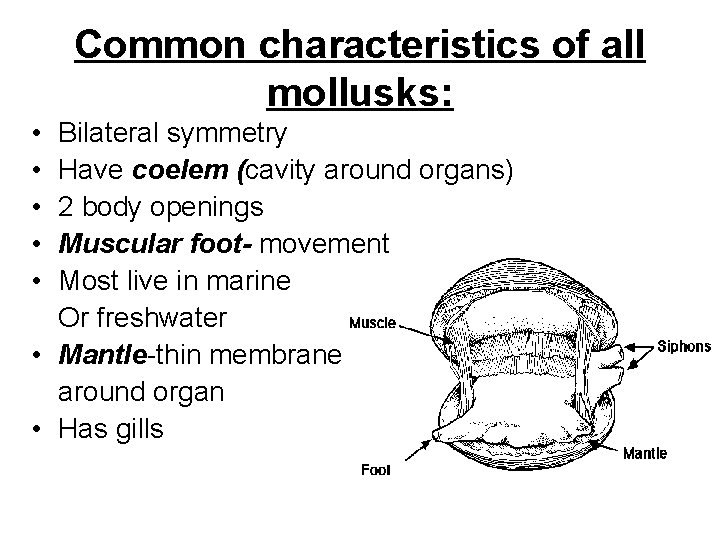 Common characteristics of all mollusks: • • • Bilateral symmetry Have coelem (cavity around