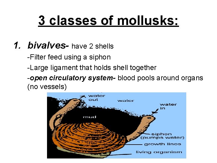 3 classes of mollusks: 1. bivalves- have 2 shells -Filter feed using a siphon