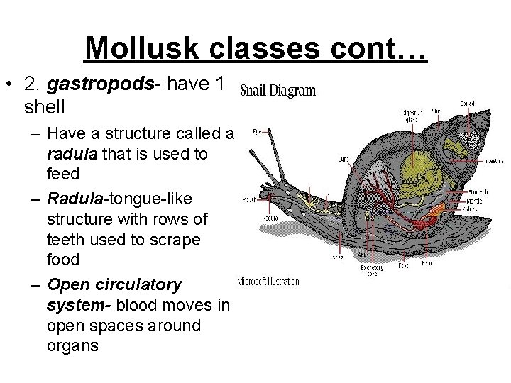 Mollusk classes cont… • 2. gastropods- have 1 shell – Have a structure called