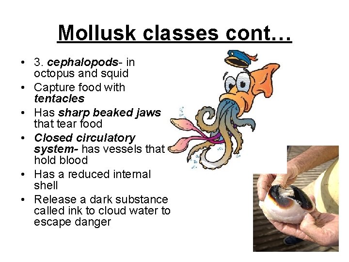 Mollusk classes cont… • 3. cephalopods- in octopus and squid • Capture food with
