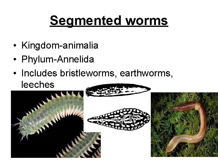 Segmented worms • Kingdom-animalia • Phylum-Annelida • Includes bristleworms, earthworms, leeches 