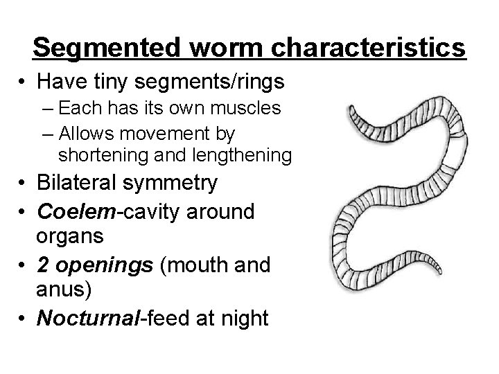 Segmented worm characteristics • Have tiny segments/rings – Each has its own muscles –
