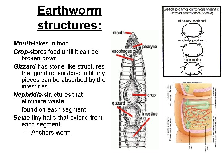 Earthworm structures: Mouth-takes in food Crop-stores food until it can be broken down Gizzard-has