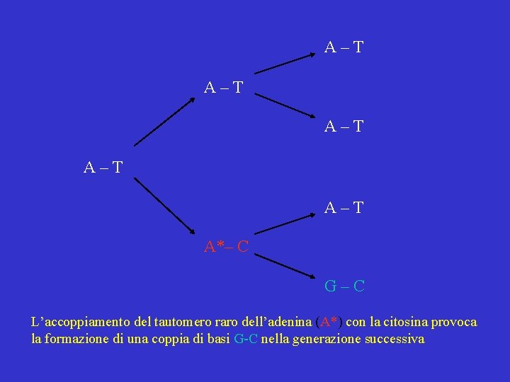 A–T A–T A–T A*– C G–C L’accoppiamento del tautomero raro dell’adenina (A*) con la