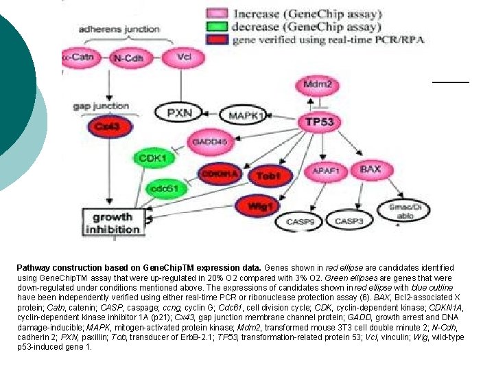 Pathway construction based on Gene. Chip. TM expression data. Genes shown in red ellipse