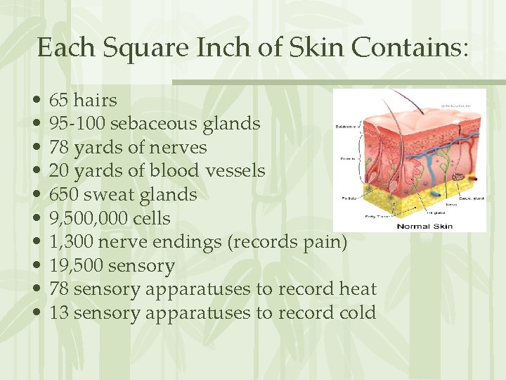 Each Square Inch of Skin Contains: • • • 65 hairs 95 -100 sebaceous