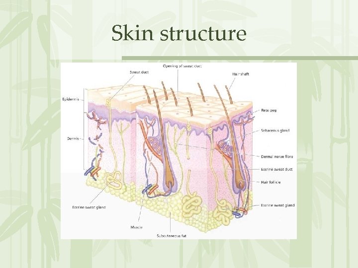 Skin structure 