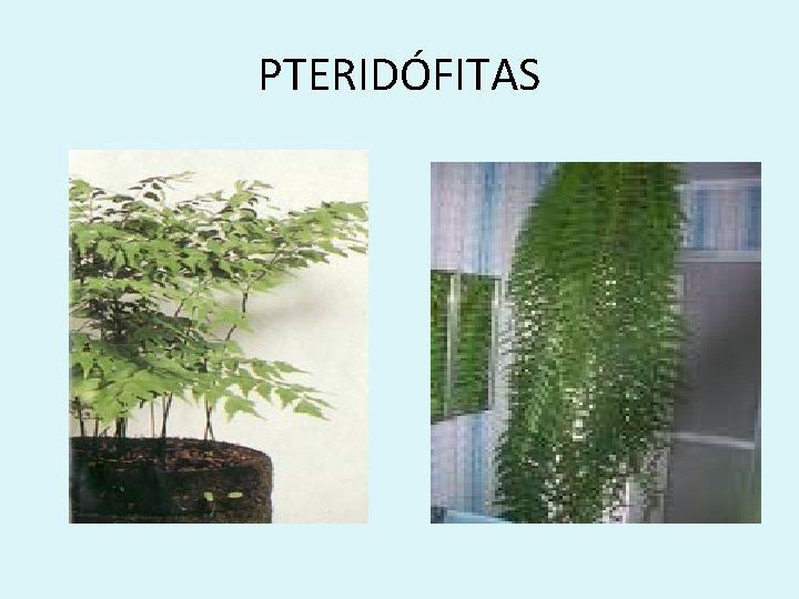 PTERIDÓFITAS 