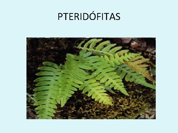 PTERIDÓFITAS 