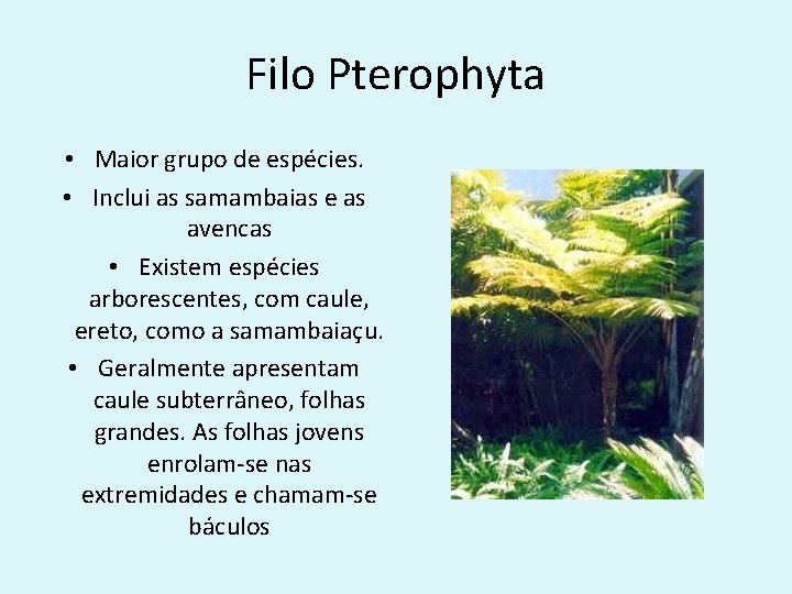 Filo Pterophyta • Maior grupo de espécies. • Inclui as samambaias e as avencas