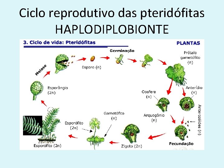 Ciclo reprodutivo das pteridófitas HAPLODIPLOBIONTE 