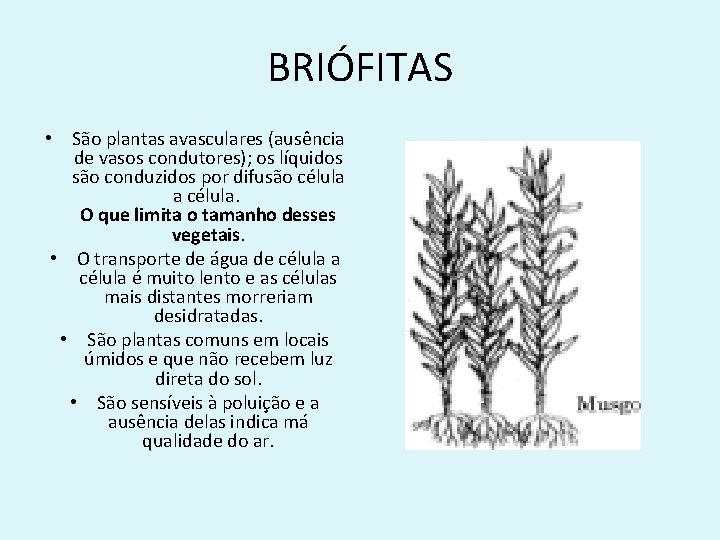 BRIÓFITAS • São plantas avasculares (ausência de vasos condutores); os líquidos são conduzidos por