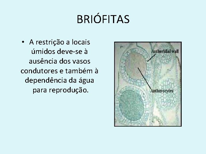 BRIÓFITAS • A restrição a locais úmidos deve-se à ausência dos vasos condutores e