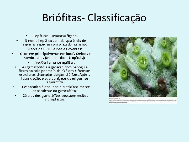 Briófitas- Classificação • Hepáticas- Hepatos= fígado. • -O nome hepática vem da aparência de