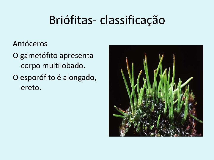 Briófitas- classificação Antóceros O gametófito apresenta corpo multilobado. O esporófito é alongado, ereto. 