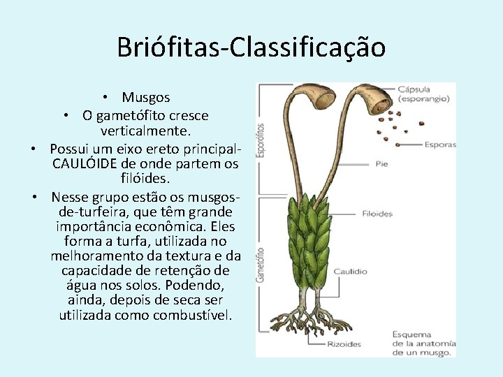 Briófitas-Classificação • Musgos • O gametófito cresce verticalmente. • Possui um eixo ereto principal-