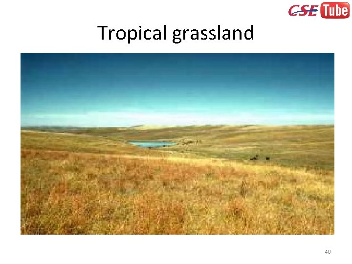 Tropical grassland 40 